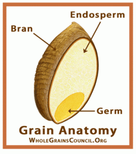 A picture of what the whole grain looks like, with all of it's components, processed flour typically only contains the endosperm.