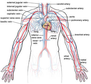 veins arteries