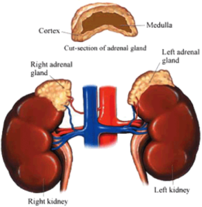 adrenal glands