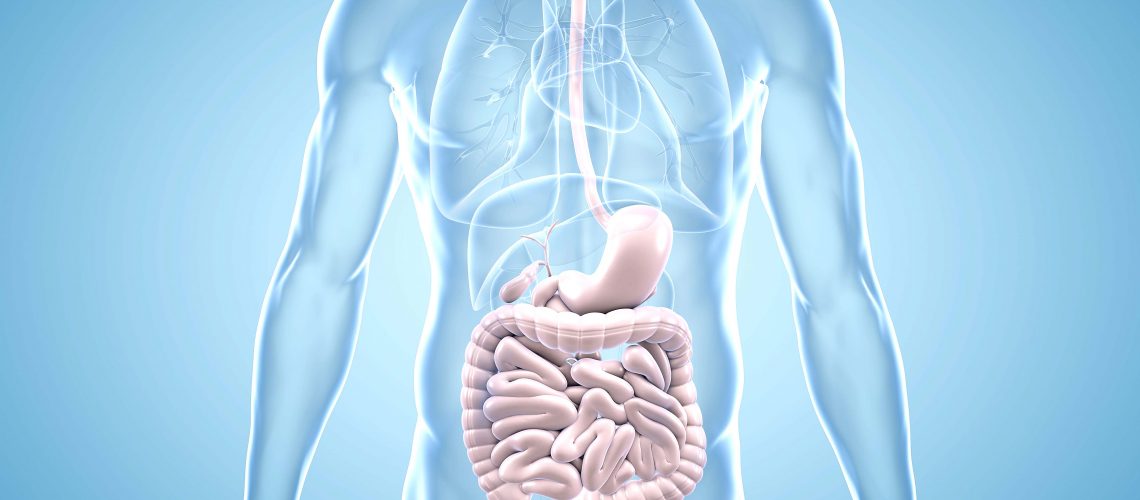 Magen-Darm-Trakt - anatomische 3D-Illustration